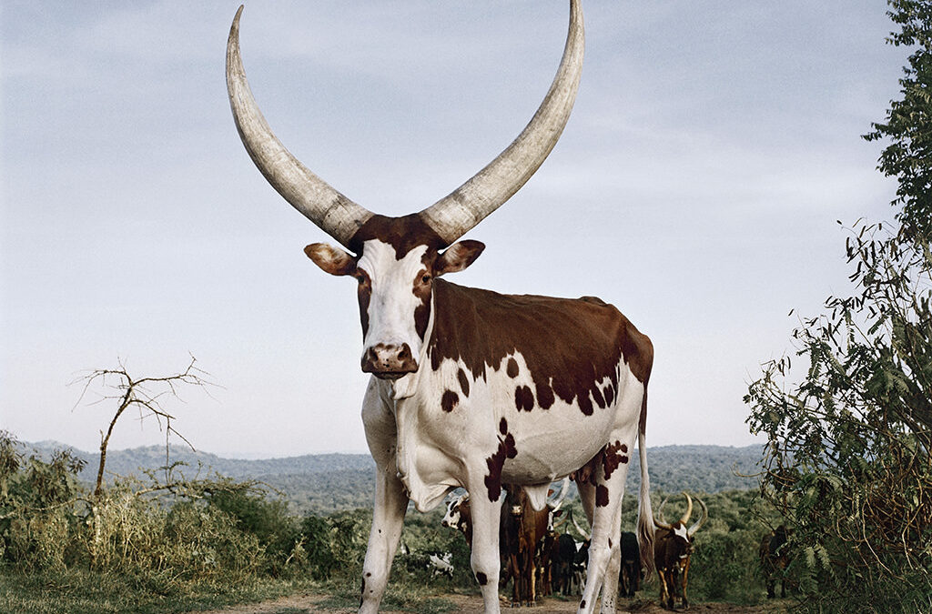 Sightings of the Sacred