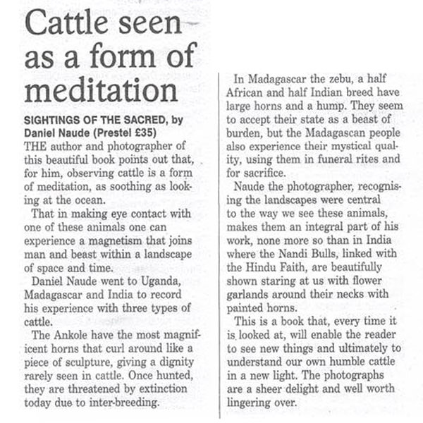 Cattle Seen as a Form of Meditation - London Newspaper Feature