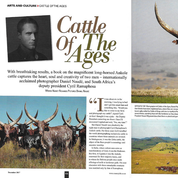 Cattle of the Ages - Country Life