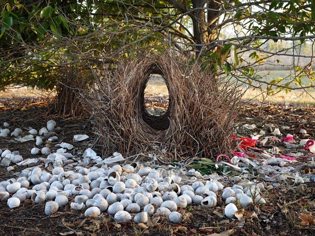 Great Bower 1. Yungaburra, Queensland, Australia, 2014