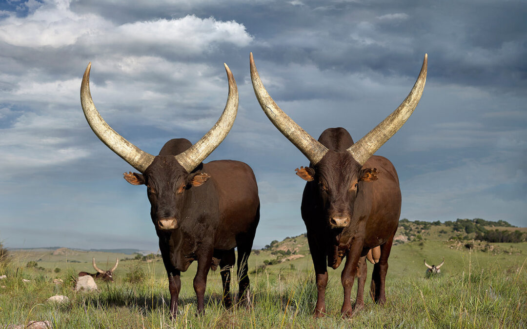 Cattle of the Ages