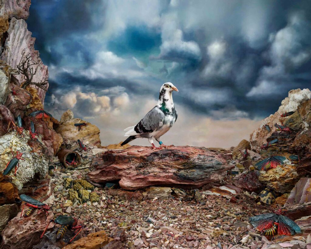 Study For Portrait 1. Homing Pigeon, 2016