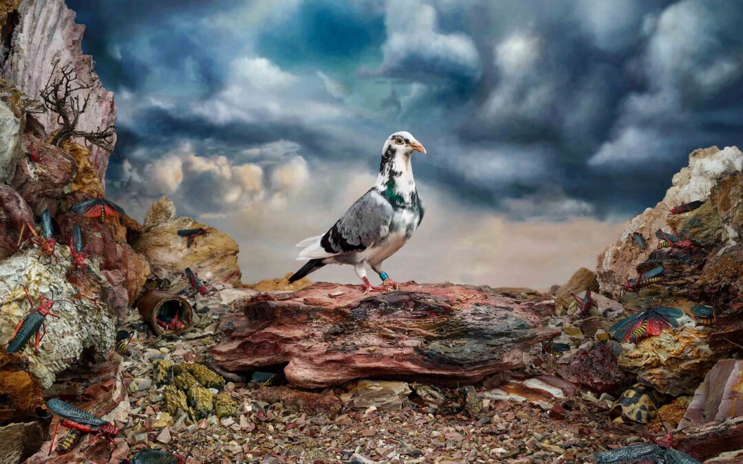 Pigeon Project