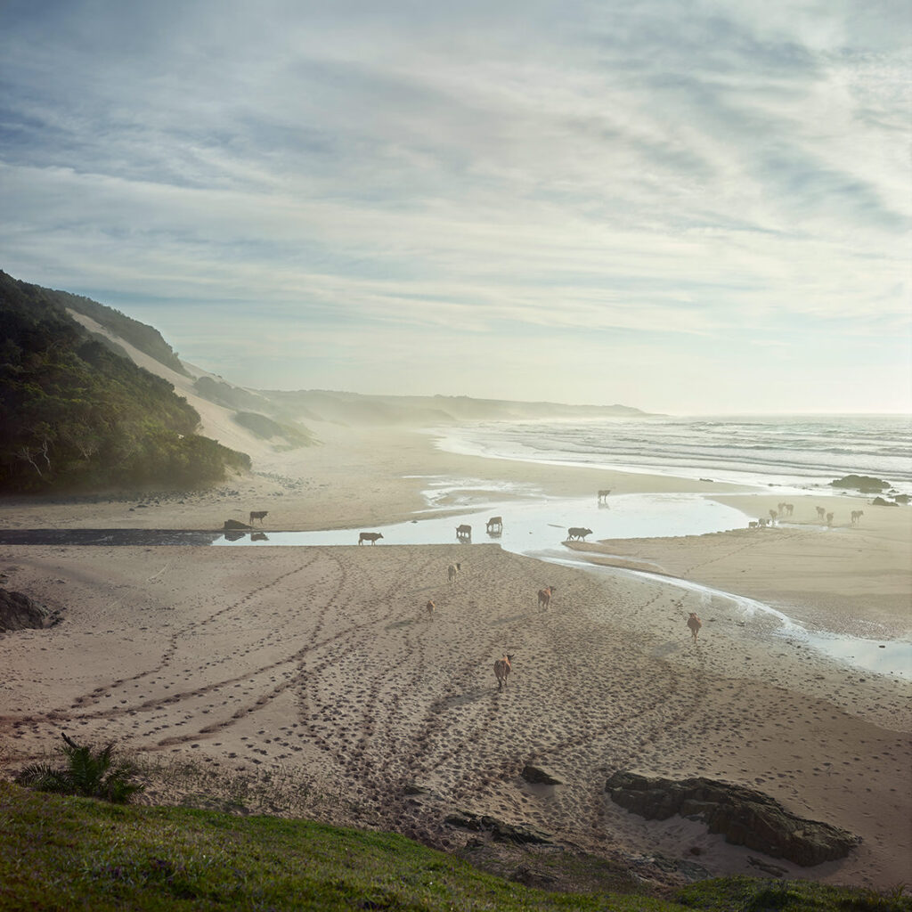 Xhosa cattle at Nebelele river mouth. Eastern Cape, South Africa, 2 April 2018